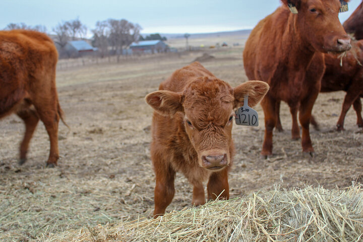 calf near pile of hay