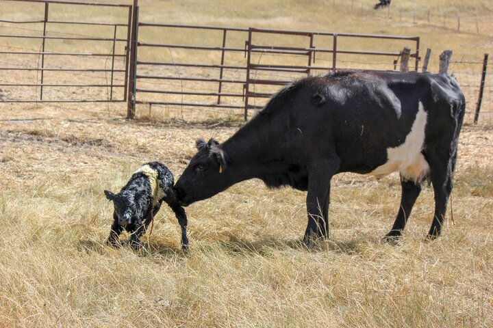 Cow and calf