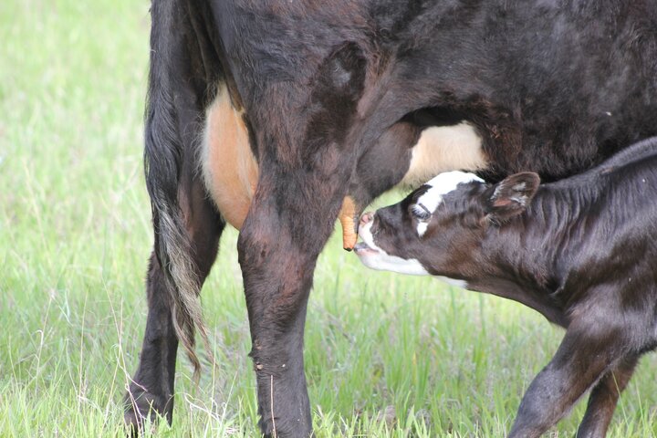 calf nursing