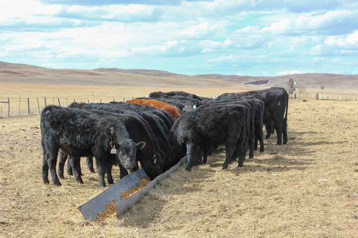 Calves at bunk