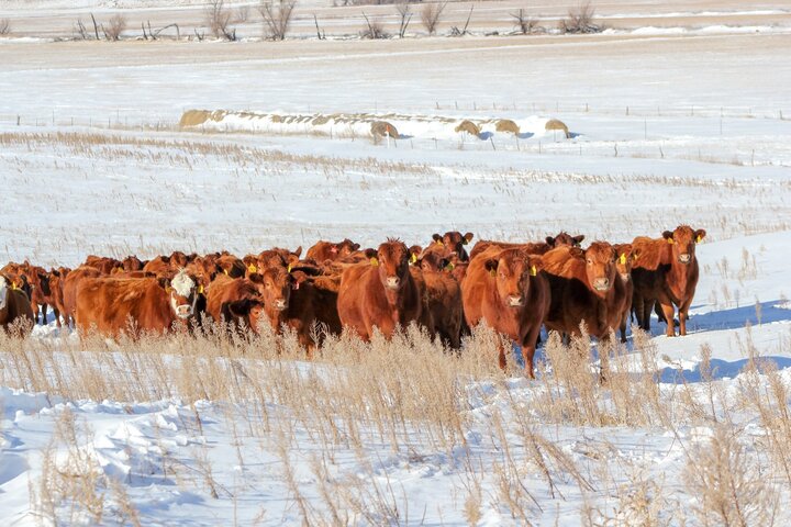 Winter grazing