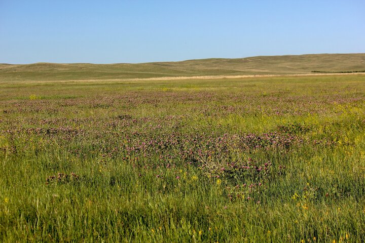 Clover in a meadow