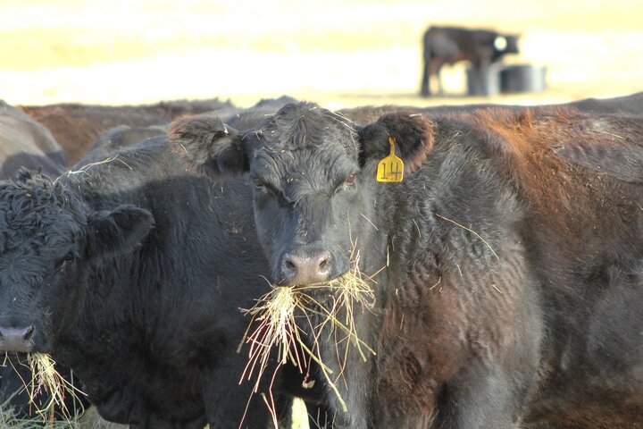 Cow eating hay