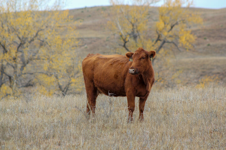 Cow on rangeland