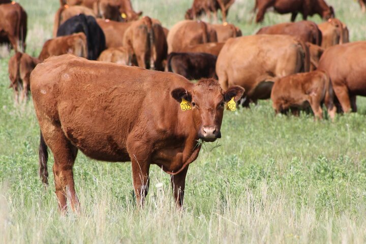 Cow grazing