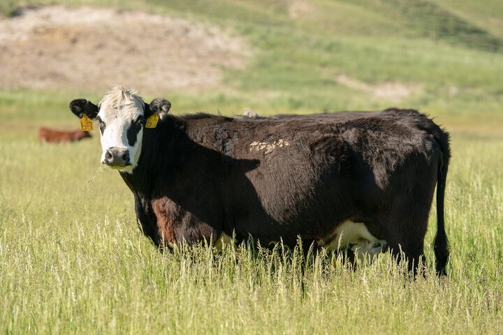 Cow on meadow