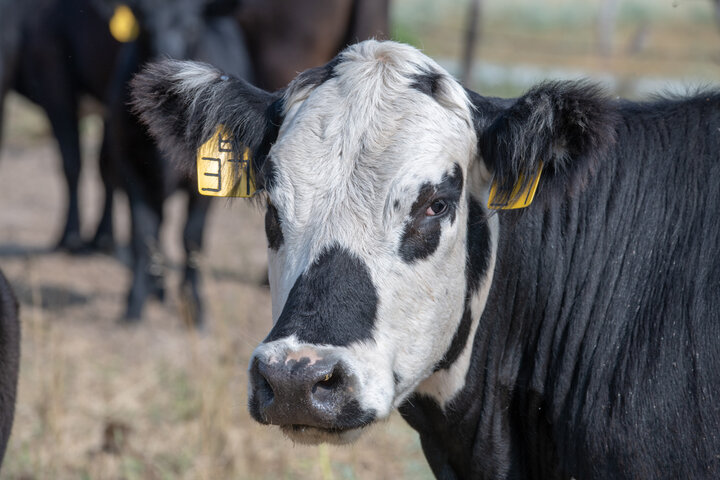 Cow on rangeland