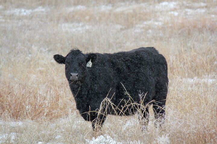 cattle in a pasture in the winter