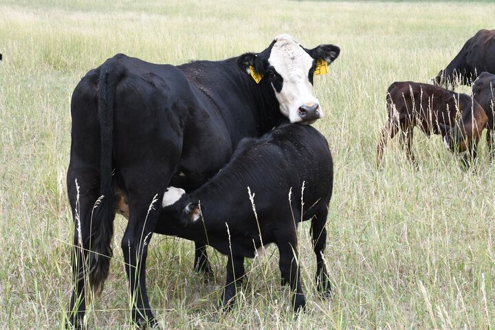 Cow and calf