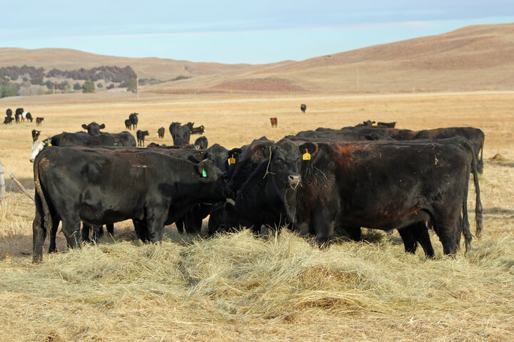 Cows eating hay