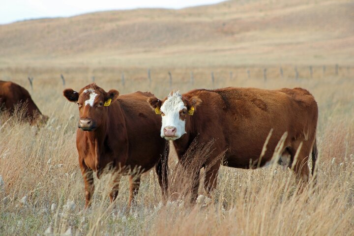 Cows on rangeland