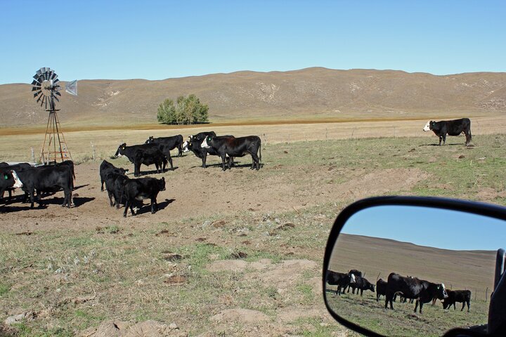 Cows calves