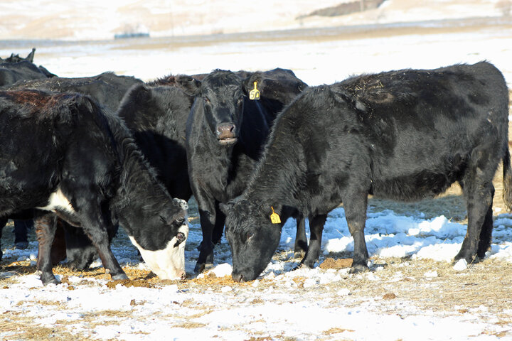 Cows eating supplement on range