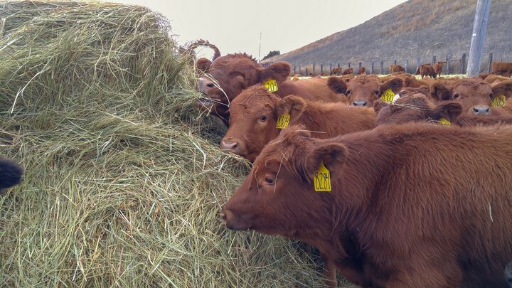 Feeder calves