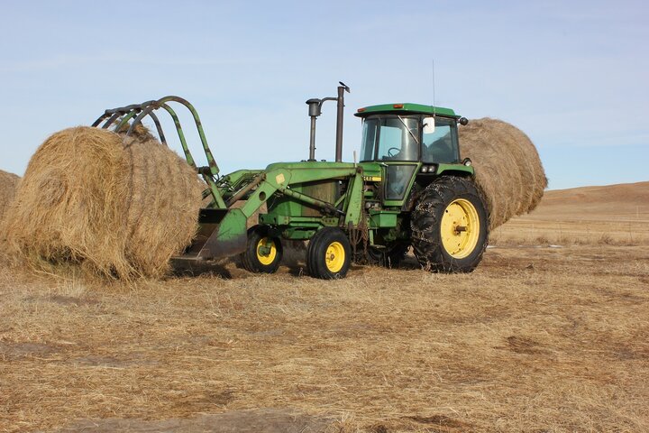 Feeding hay