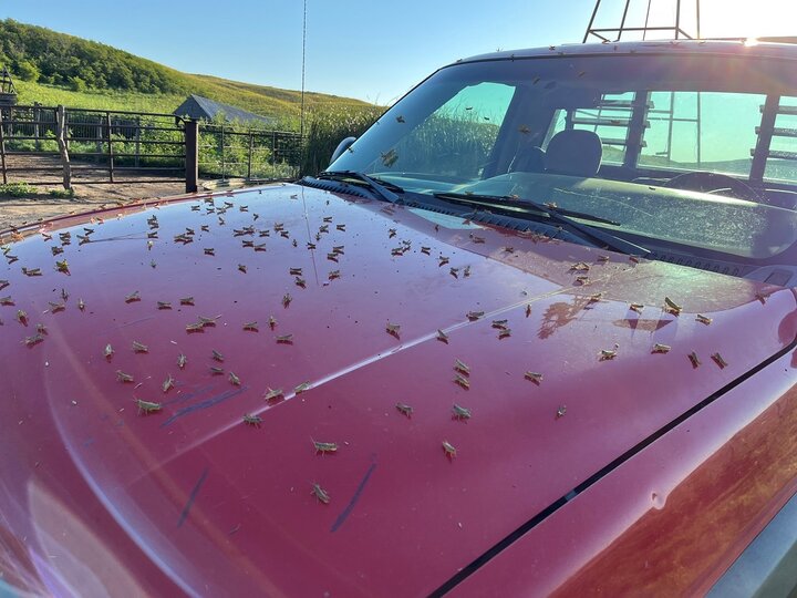 grasshoppers on the hood of a vehicle