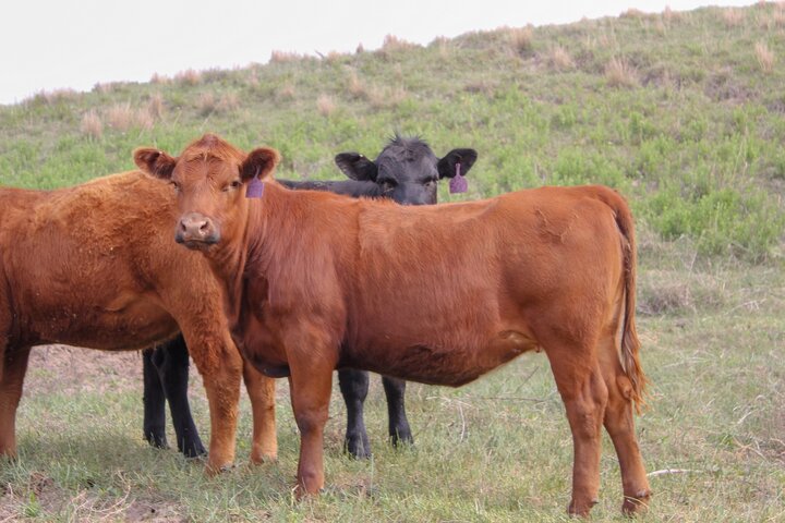 heifers