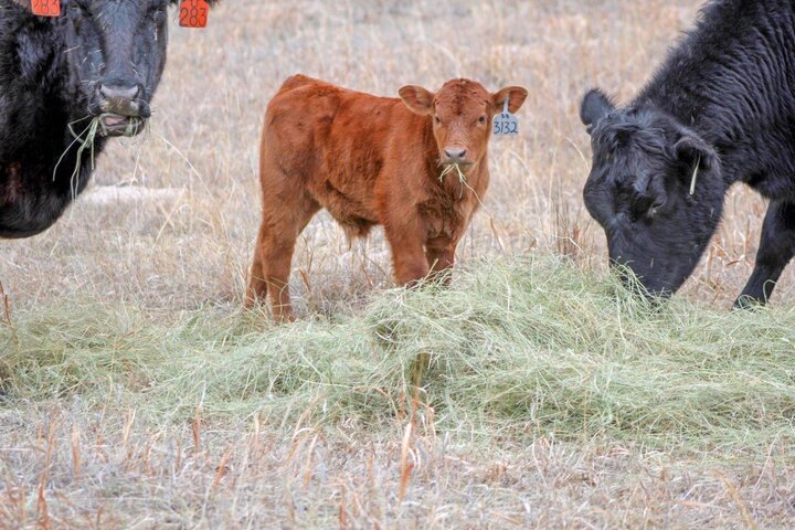 Red calf eating hay with two cows