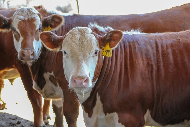 Feedlot steers