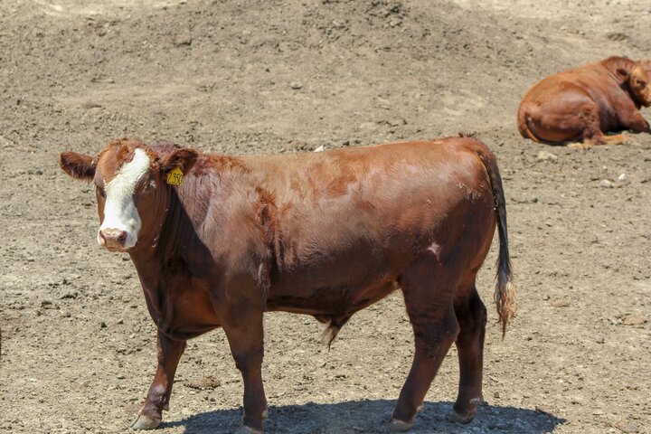 Feedlot steer