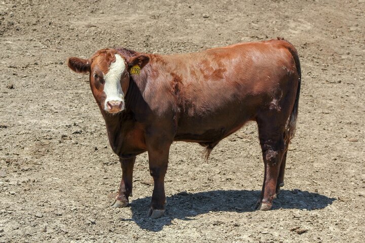 steer