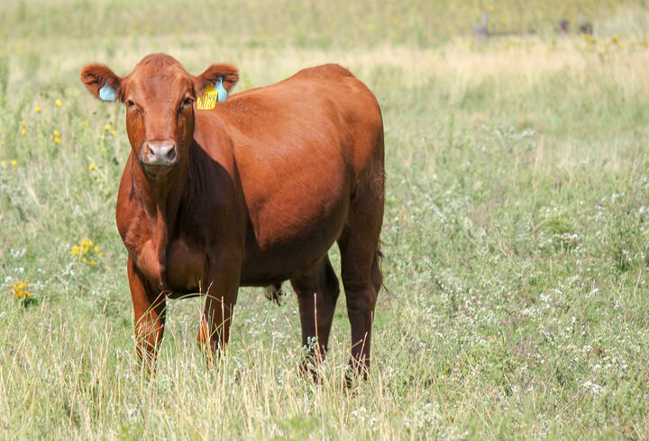 Steer on pasture