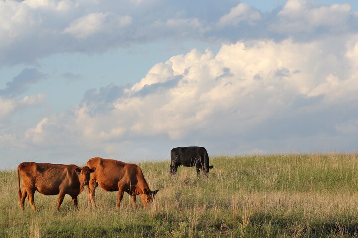 Cattle in a field