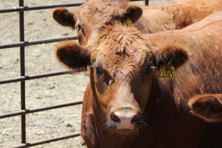 Feedlot steer