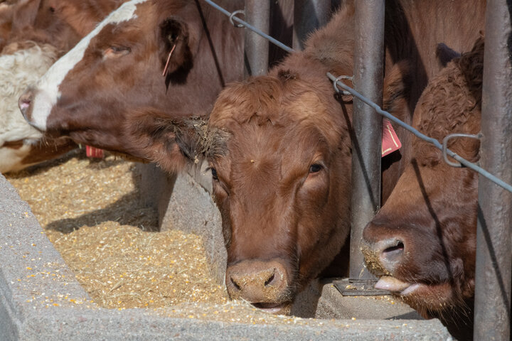 Steers at bunk