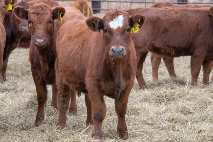 Weaned calves