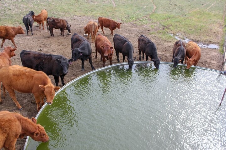 cattle drinking from a water tank