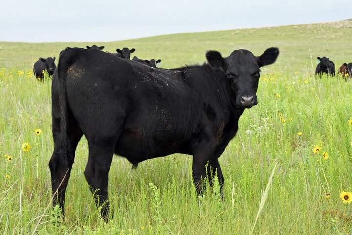 Yearling steer