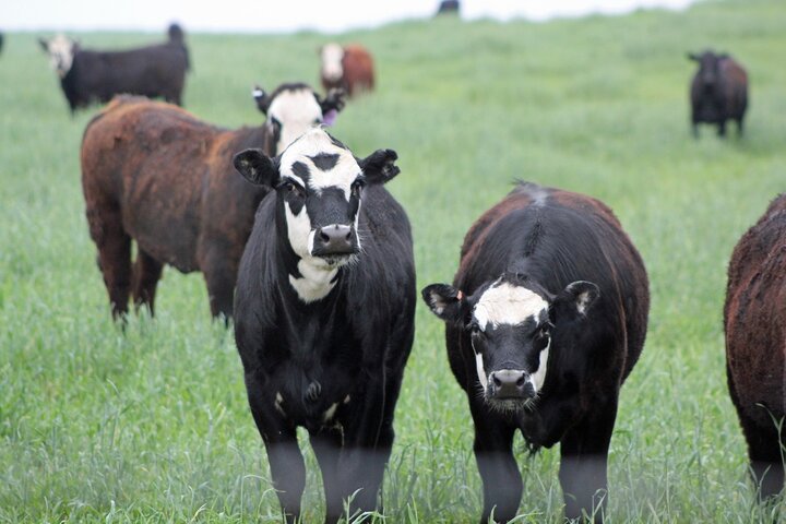 Yearlings on pasture
