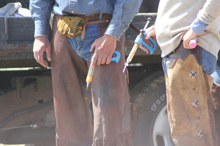 Preparing to vaccinate calves