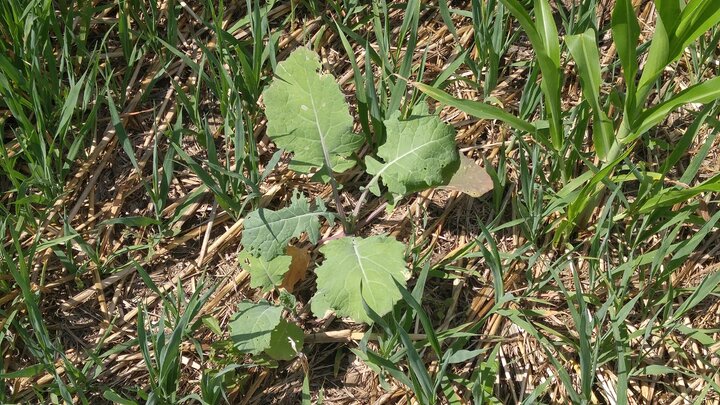 Cover crop