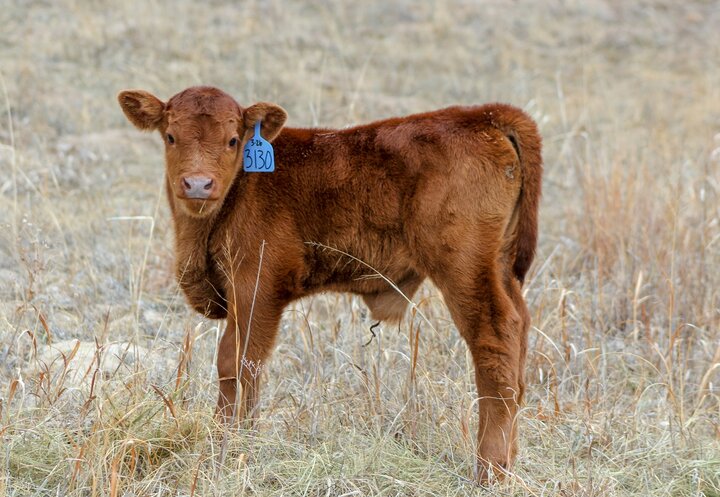Baby calf