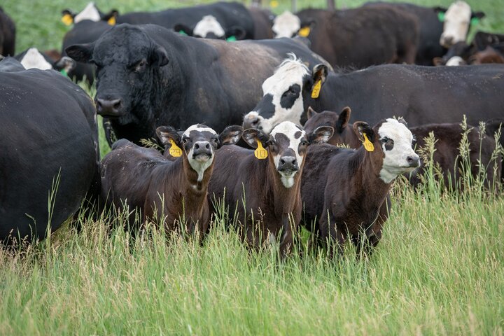 Cows and calves grazing