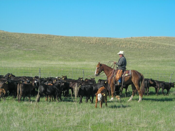 Rancher on horse