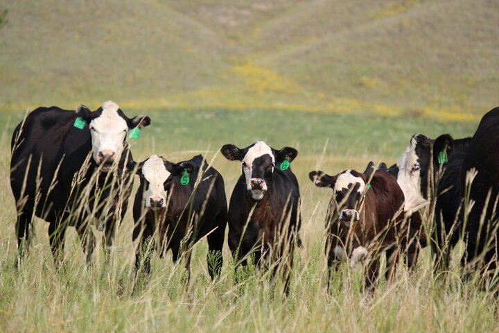 summer calves