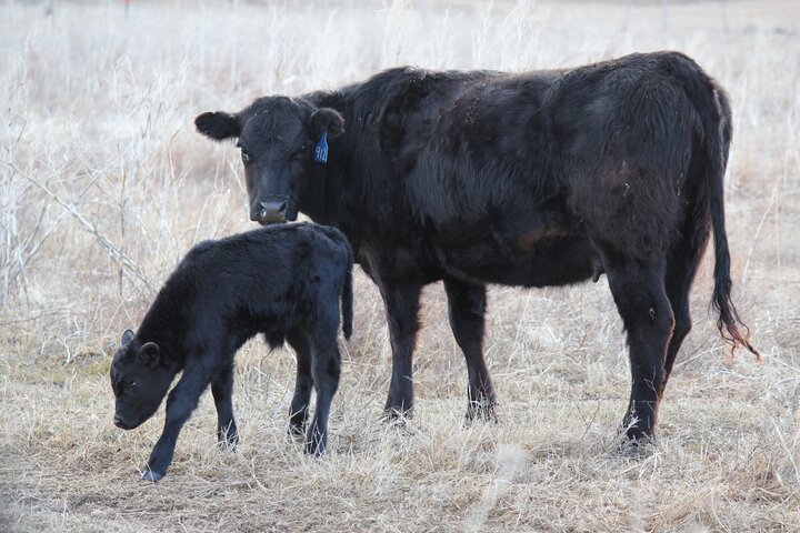 Cow and calf