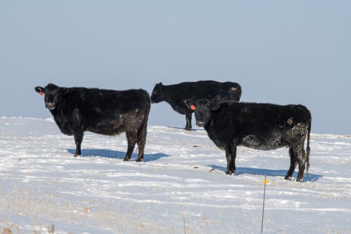 Cows in snow