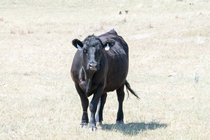 Drought cow