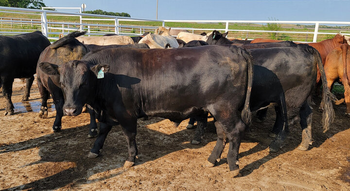 Feedlot steer