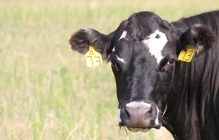 single cow looking at the camera