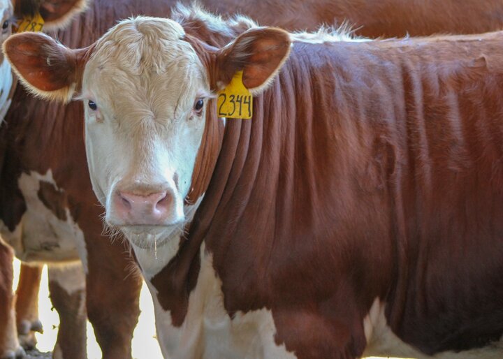 Steer in lot
