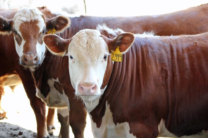 Cattle on feed
