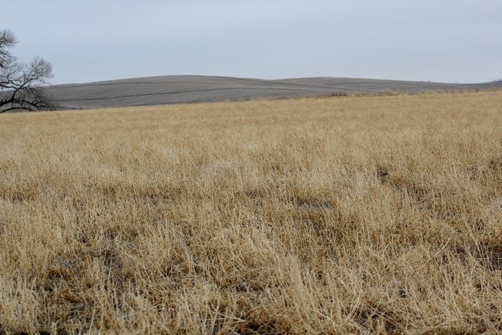 Winter alfalfa