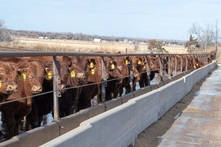 Calves on feed