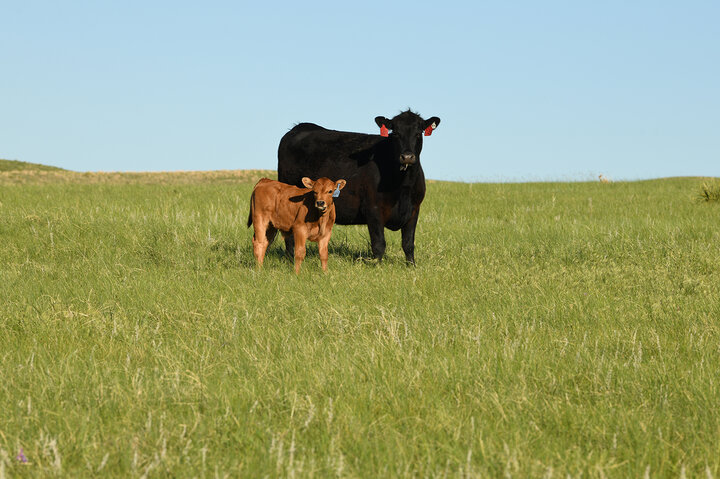 Black cow and red calf on pasture