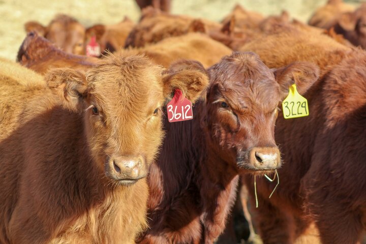 Calves
